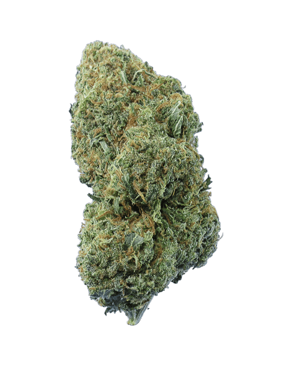 Sativa