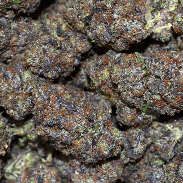 PURPLE TYSON AAAA+