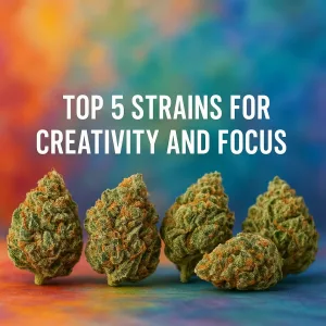 Five cannabis buds displayed on a colorful gradient background for creative and focus-enhancing strains.