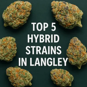 Close-up of hybrid cannabis buds arranged on a dark green background in Langley.