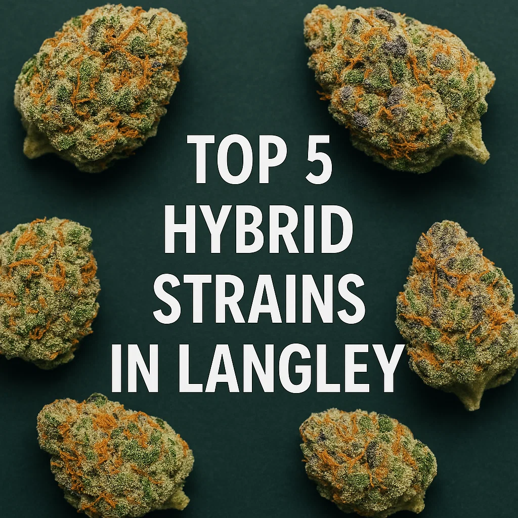 Close-up of hybrid cannabis buds arranged on a dark green background in Langley.