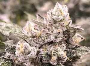 AAAA weed macro showing dense trichomes and pistils—Langley, BC.