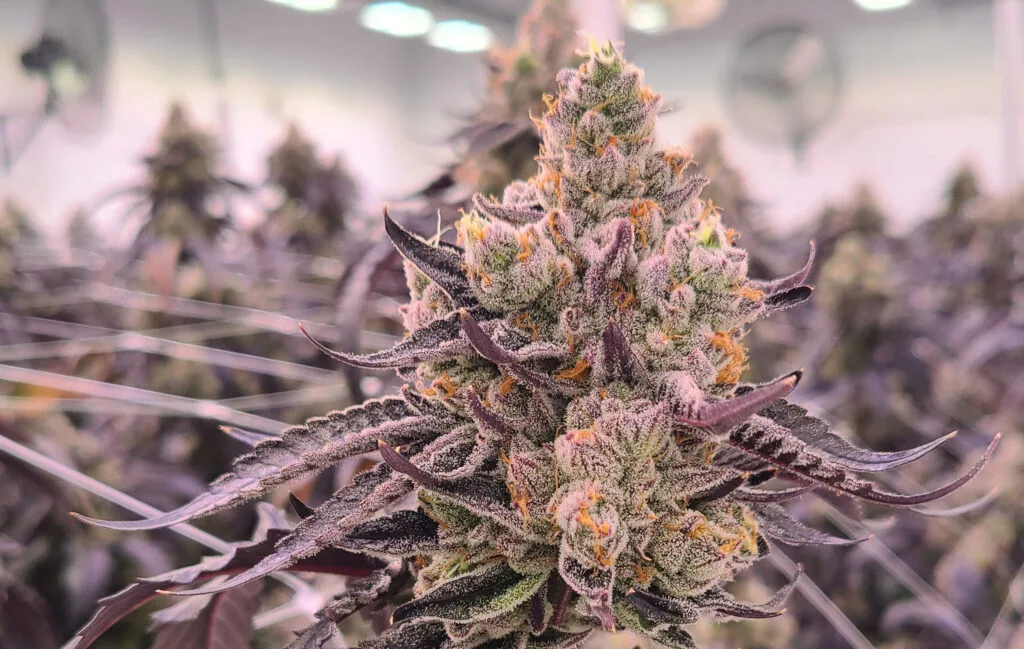 Frosty craft cannabis cola in an indoor grow room in Langley, BC.