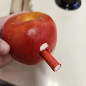 Close-up of a hand inserting a red hollow pen tube into a red apple to create a mouthpiece hole.