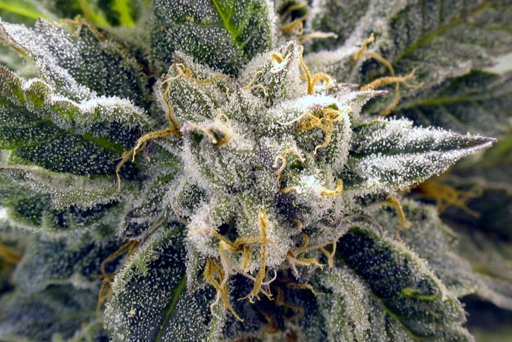 Close-up macro shot of a cannabis bud covered in frosty white trichomes and orange pistils