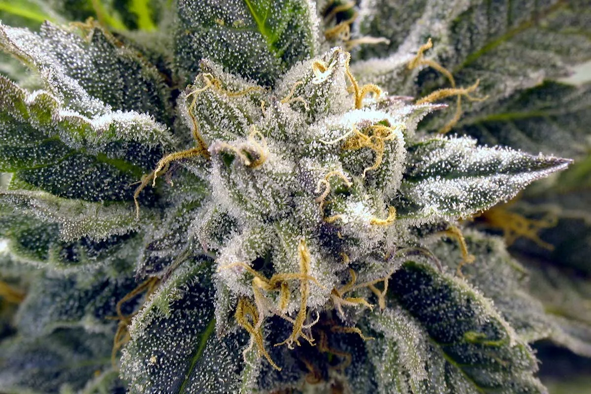 Close-up macro shot of a cannabis bud covered in frosty white trichomes and orange pistils