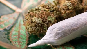 Macro close-up of dried cannabis buds and a white rolled joint resting on a green textured tray.