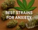 Cannabis buds and leaf on a wooden surface with text reading “Best Strains for Anxiety”