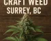 Craft weed Surrey BC — close-up cannabis cola showing trichome-rich flower
